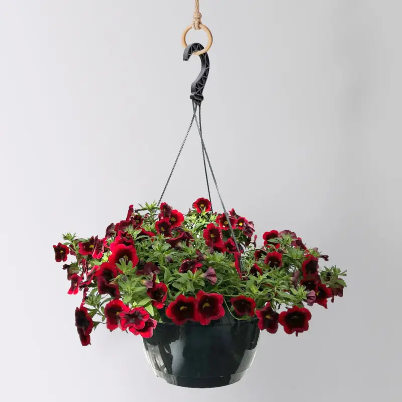 Zauberglöckchen 'Special Red Kiss', rot, Ampeltopf-Ø 27 cm Must-Have