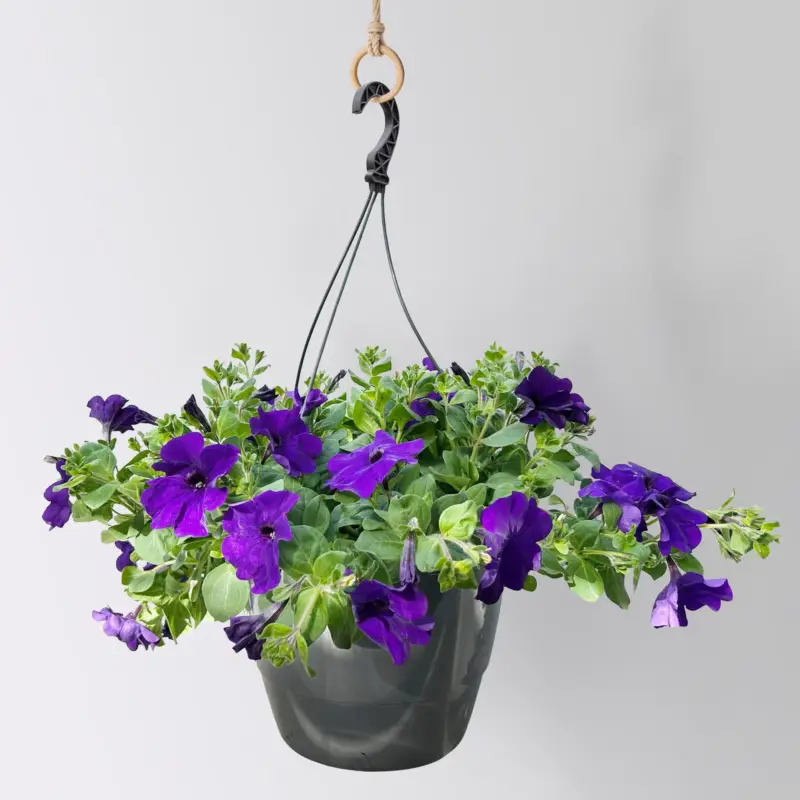 Super-Preis Petunie, blau, hängend, Ampeltopf-Ø 27 cm, mit Wasserspeicher