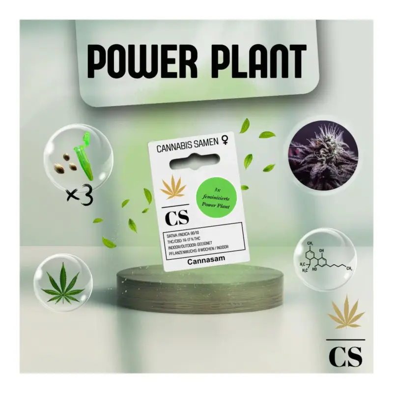 Cannabis Saatgut Hanf 'Power Plant' Nur Für Kurze Zeit