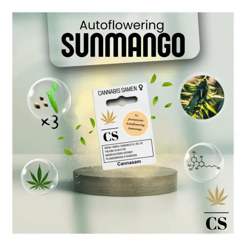 Beliebt Cannabis Saatgut Hanf 'Sunmango Auto'