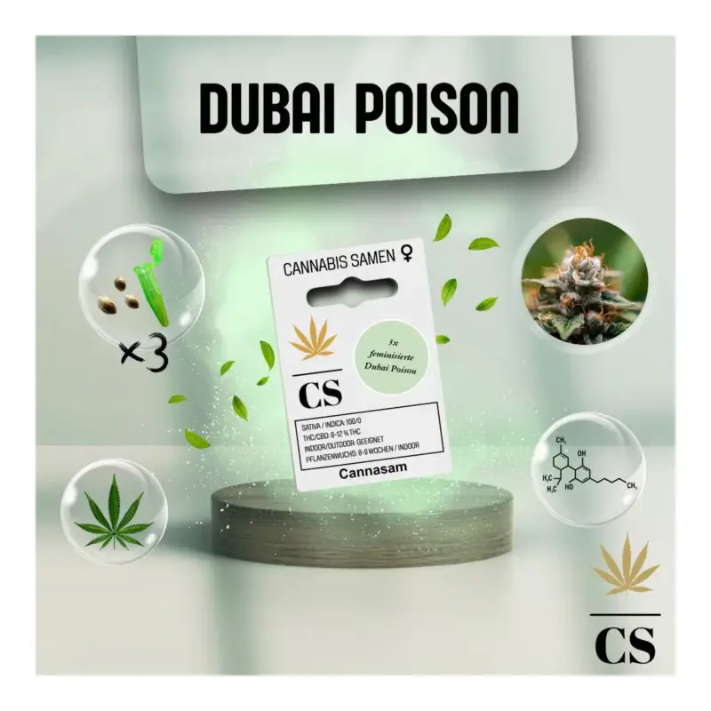 Cannabis Saatgut Hanf 'Dubai Poison' Preisknaller