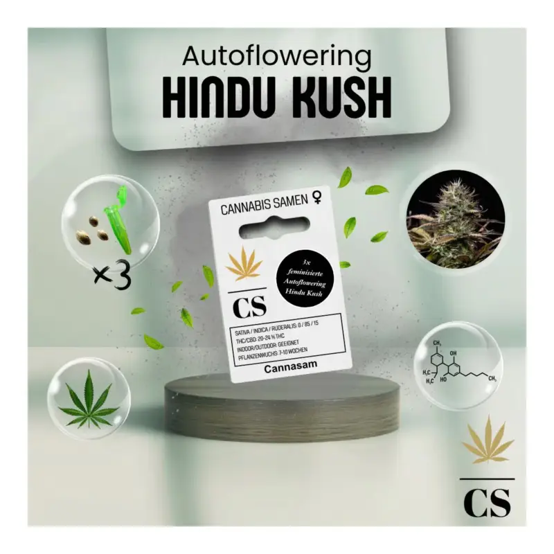Cannabis Saatgut Hanf 'Hindu Kush Auto' Sonderangebot