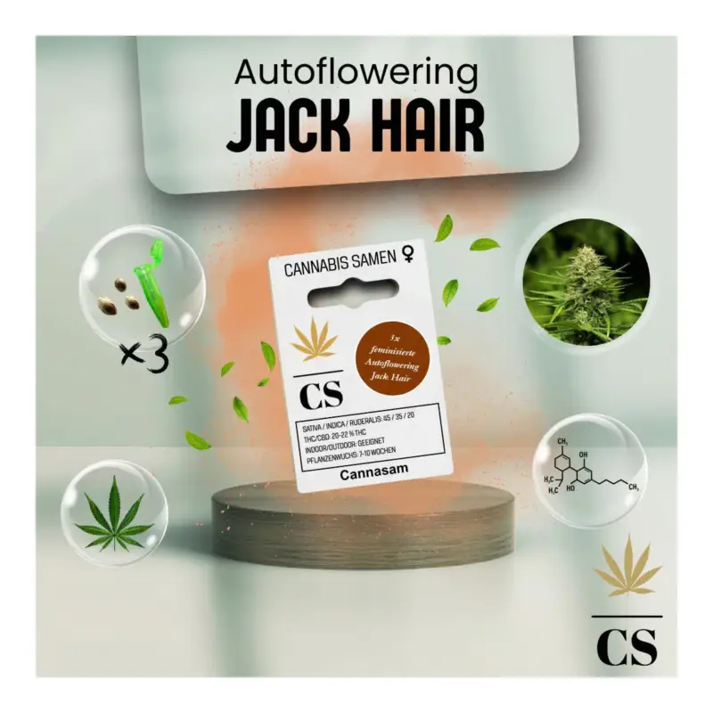 Bestpreis Cannabis Saatgut Hanf 'Jack Hair Auto'
