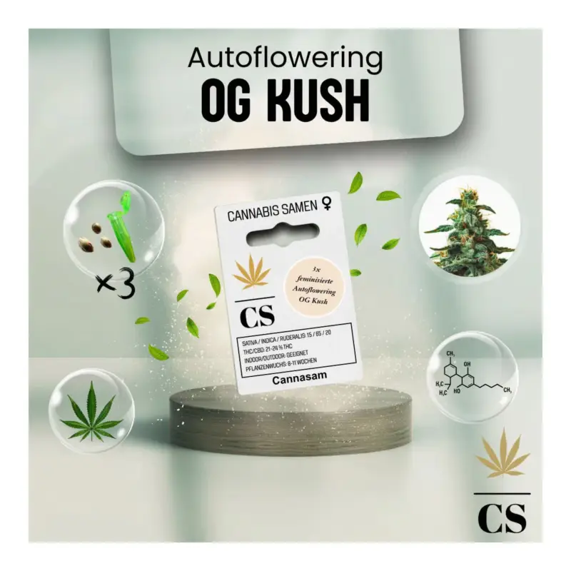 Cannabis Saatgut Hanf 'OG Kush Auto' Schneller Versand