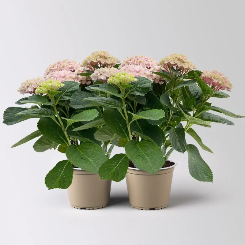 Hortensie 'Magical Revolution®', rosa, Topf-Ø 14 cm, H: 40 cm, 2 Pflanzen Wochenendangebot