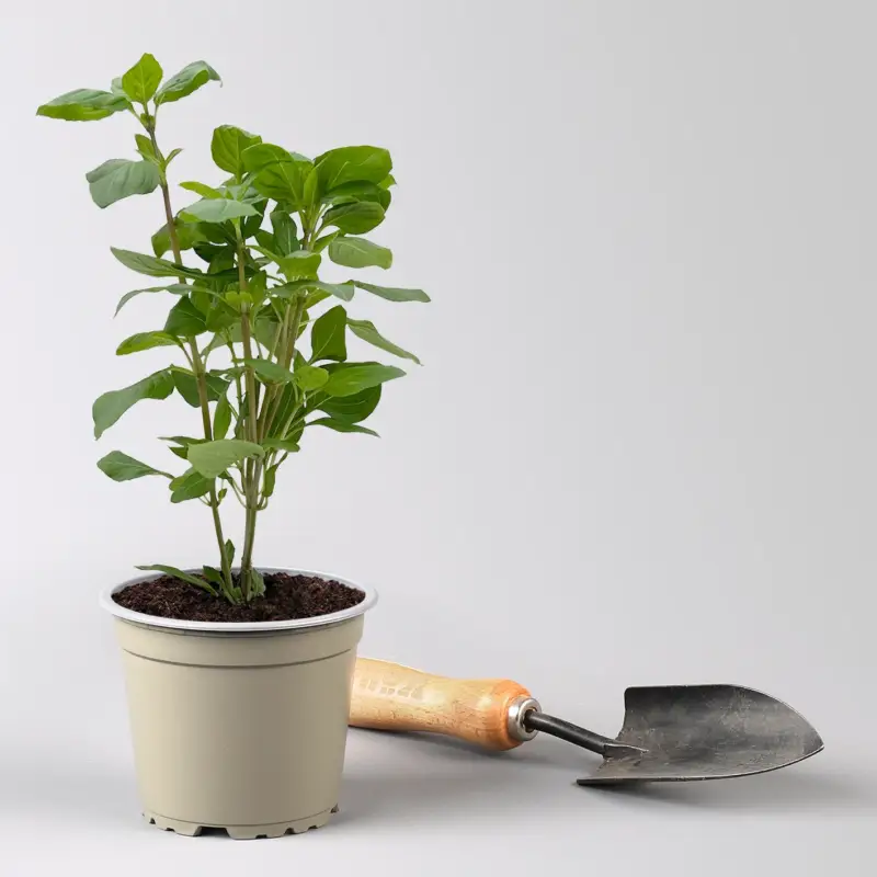 Günstig Bio Thaibasilikum, Topf-Ø 12 cm