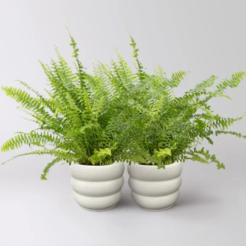 Mega-Angebot Schwertfarn 'Green Lady', Topf-Ø 12cm, im Keramiktopf Byron, 2 Pflanzen