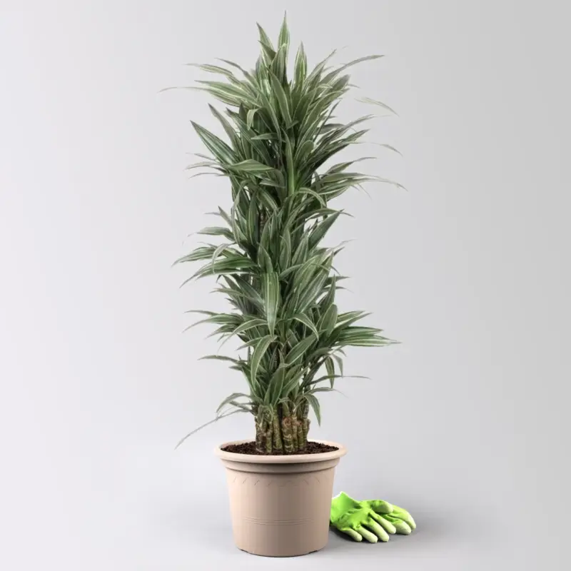 Rabatt Drachenbaum 'Warneckii', grün-weiß, Topf-Ø 30 cm, Höhe ca. 150 cm