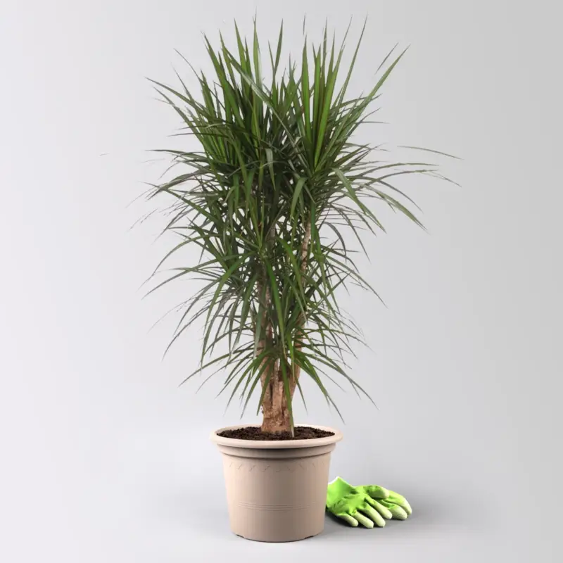 Drachenbaum, verzweigt, Topf-Ø 30 cm, Höhe ca. 130 cm Sichere Zahlung