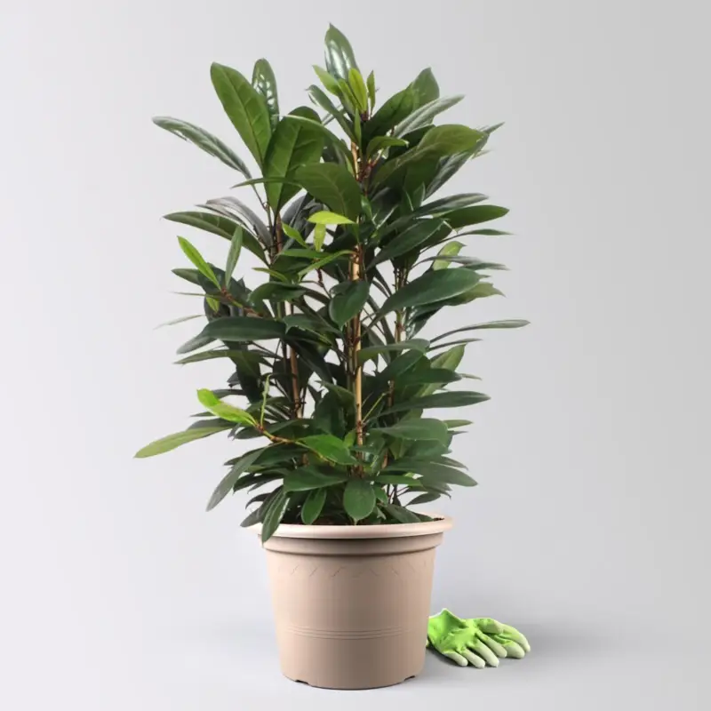 Ficus cyathistipula, Tuff, Topf-Ø 34 cm, Höhe ca. 120 cm Bestseller