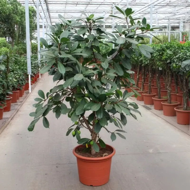 Ficus cyathistipula, verzweigt, Topf-Ø 45 cm, Höhe ca. 170 cm Neue Kollektion