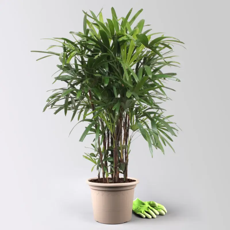 Steckenpalme, Topf-Ø 30 cm, Höhe ca. 160 cm Preisknaller