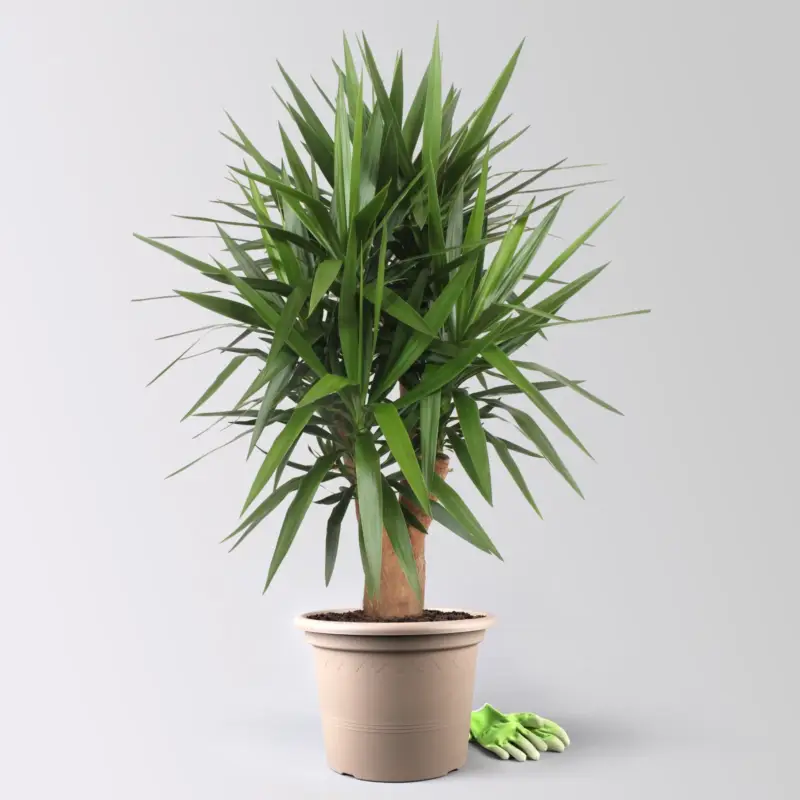 Palmlilie, verzweigt, Topf-Ø 45 cm, Höhe ca. 170 cm Jetzt Bestellen