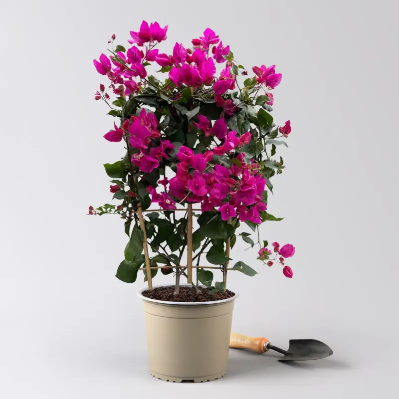 Bougainvillea 'Renate', lila, Spalier, Topf-Ø 21 cm, Höhe ca. 70 cm Neuheit