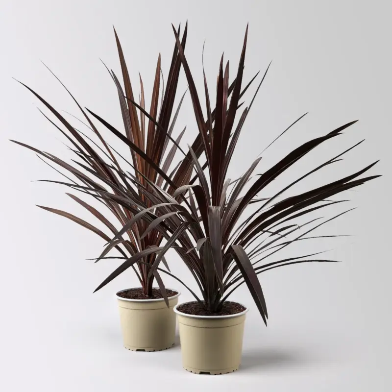 Neu Keulenlilie 'Red Star', rotlaubig, Topf-Ø 17 cm, Höhe ca. 60 cm, 2 Pflanzen