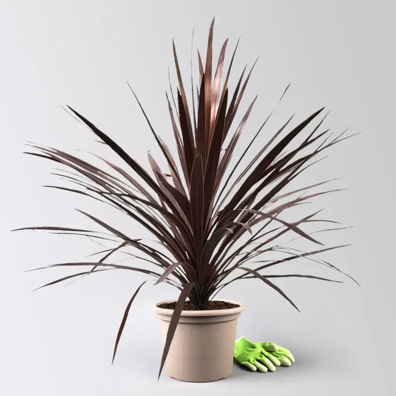 Garantierte Lieferung Keulenlilie 'Red Star', rotlaubig, Topf-Ø 24 cm, Höhe ca. 90 cm