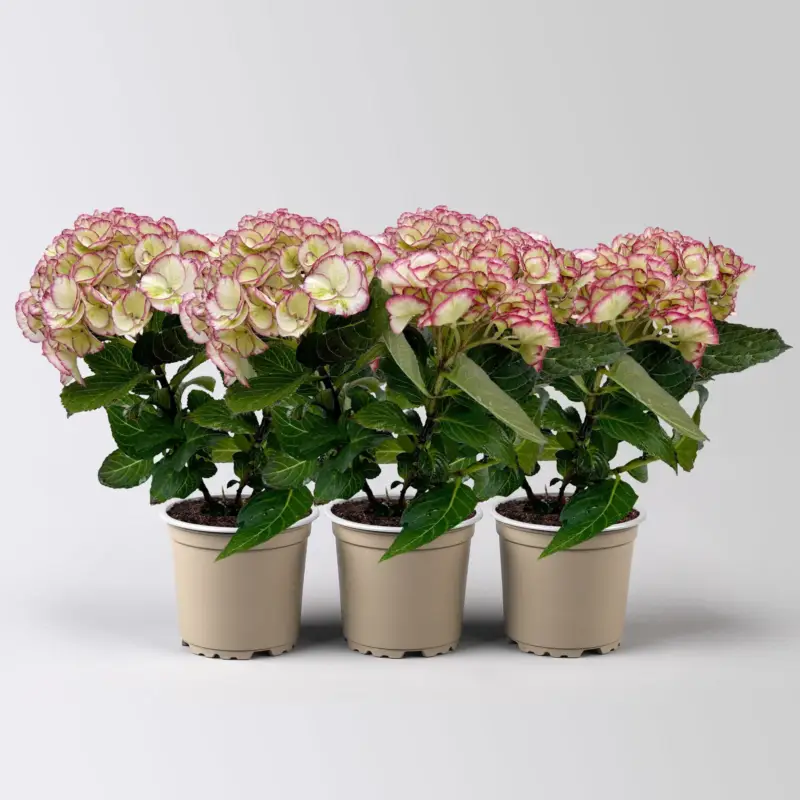 Neue Kollektion Hortensie 'Elfy', creme-rot, Topf-Ø 10cm, 3 Pflanzen