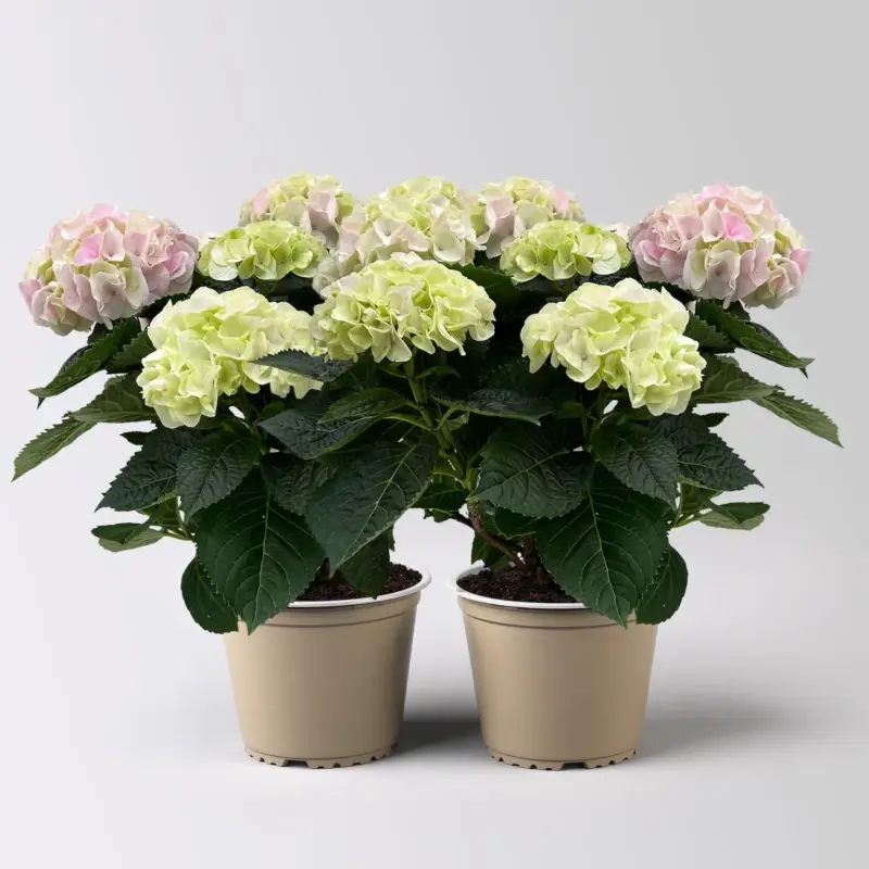 Hortensie 'Hi Diamond', rosa, Topf-Ø 14 cm, Höhe ca. 40 cm, 2 Pflanzen Letzte Chance