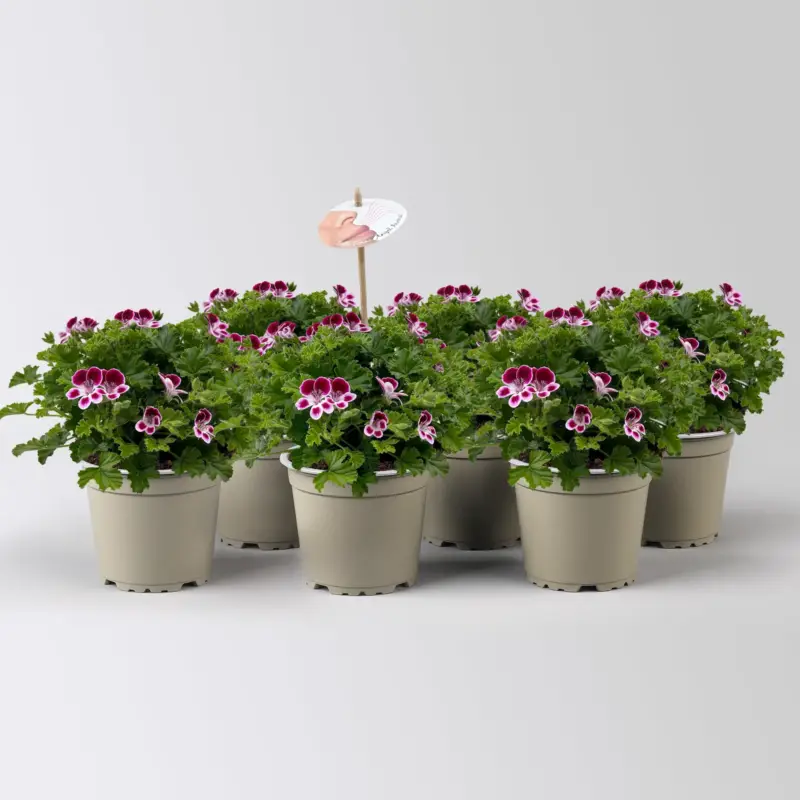 Top-Seller Duftgeranie 'Angel Aroma®Nova®', bordeaux-weiß, Topf-Ø 12 cm, 6 Pflanzen