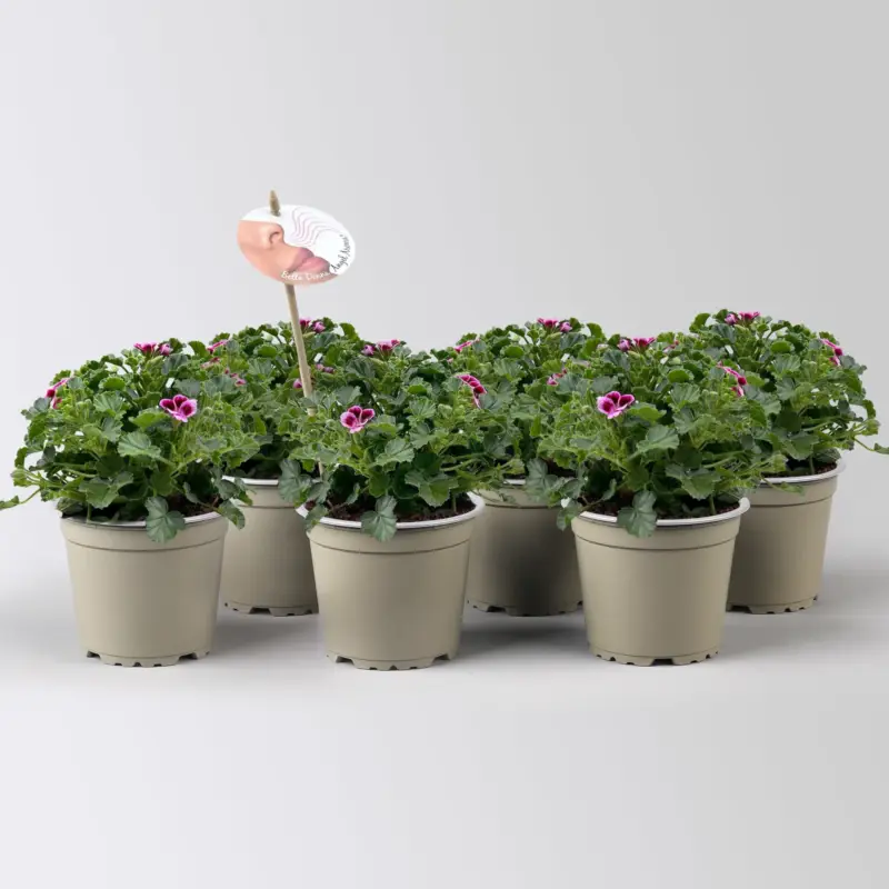 Online Kaufen Duftgeranie 'Angel Aroma®Jet®', pink-bordeaux, Topf-Ø 12 cm, 6 Pflanzen