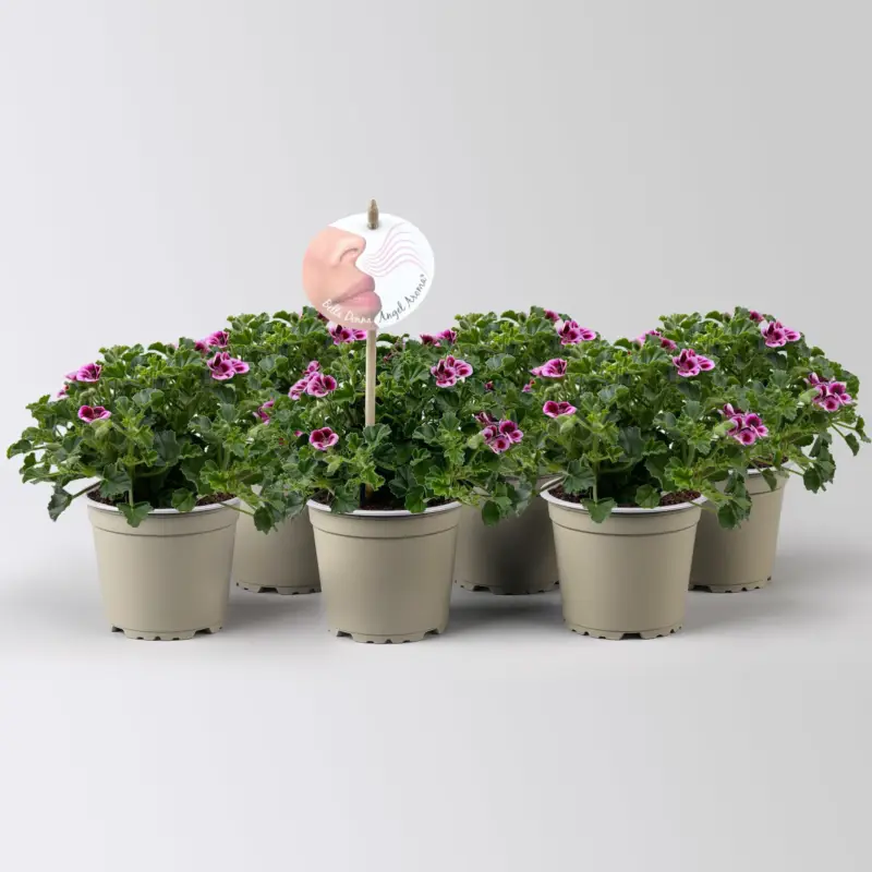 Duftgeranie 'Angel Aroma®Jady®', pink-bordeaux, Topf-Ø 12 cm, 6 Pflanzen Finale Aktion
