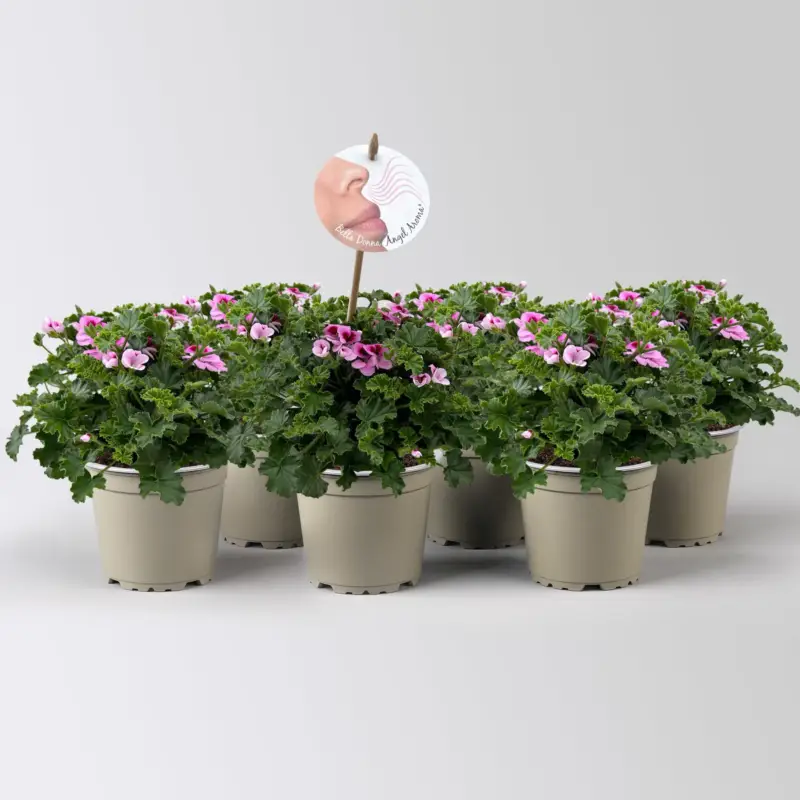 Wochenendangebot Duftgeranie 'Angel Aroma®Daisy®',rosa-pink, Topf-Ø 12 cm, 6 Pflanzen