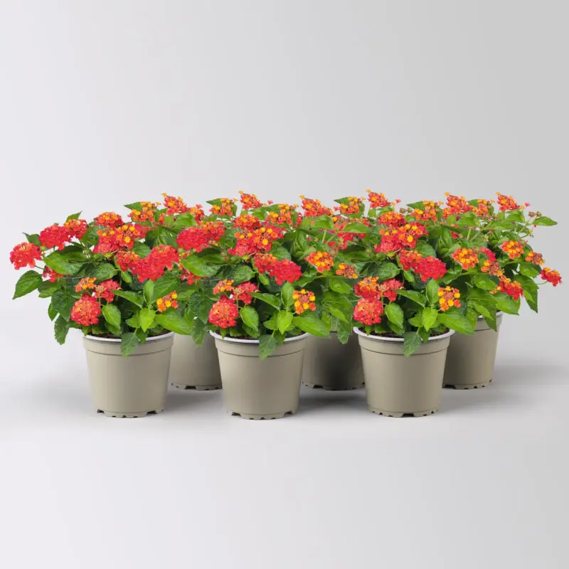 Sonderangebot Wandelröschen, rot, Topf-Ø 12 cm, 6 Pflanzen