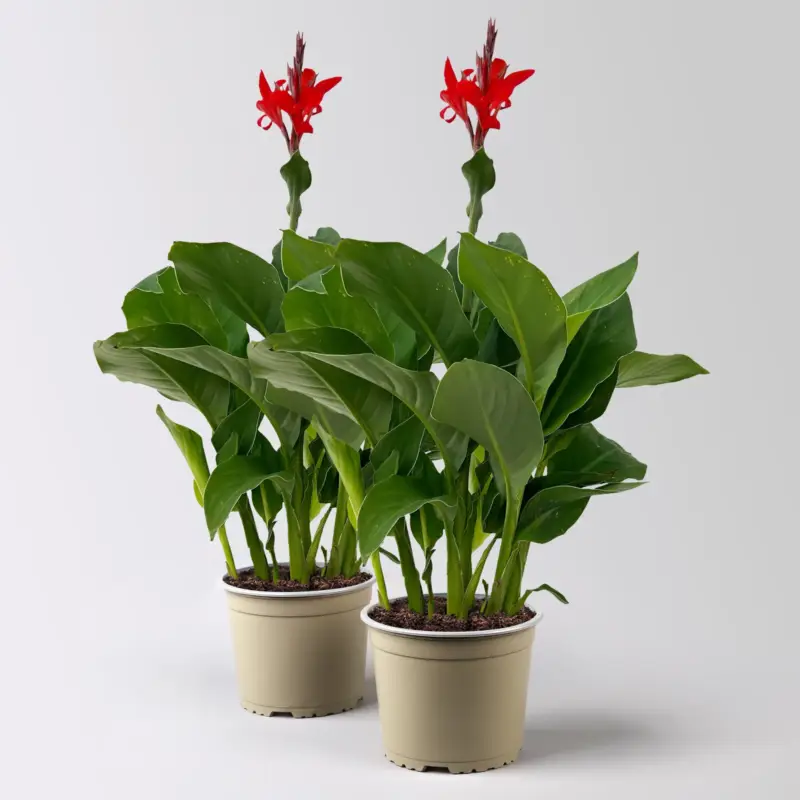 Canna 'Kreta, rot, Topf-Ø 17 cm, 2 Pflanzen Neue Ware