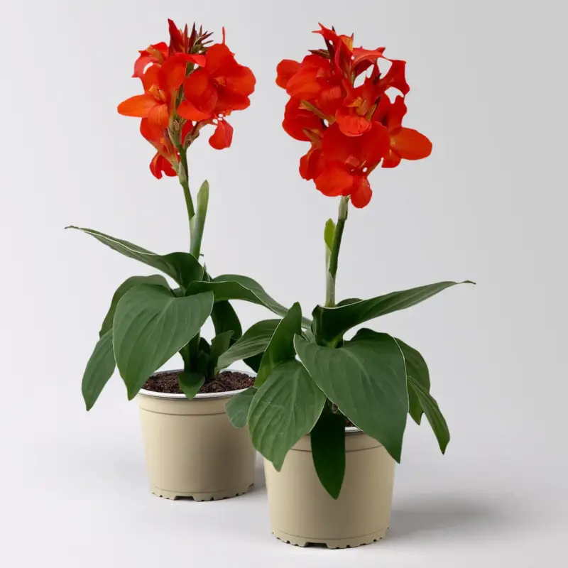 Jetzt Kaufen Canna 'Cannova®', rot, Topf-Ø 17 cm, 2 Pflanzen