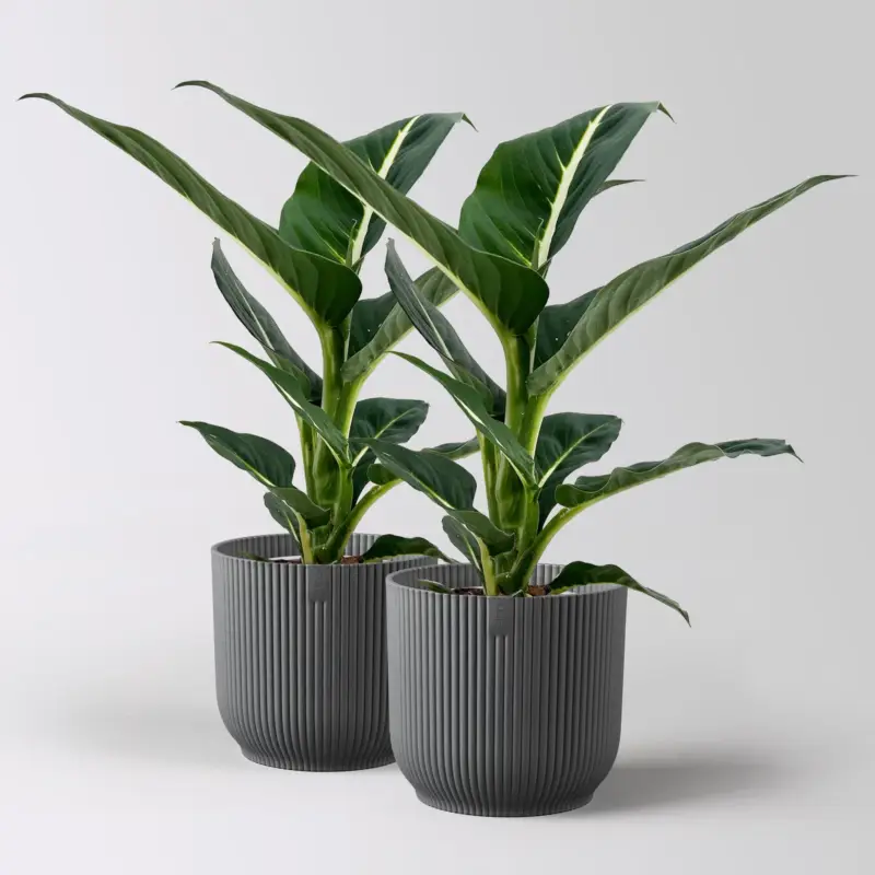 Sale Dieffenbachie 'Green Magic', Topf-Ø 12 cm, inkl. Übertopf anthrazit , 2 Pflanzen