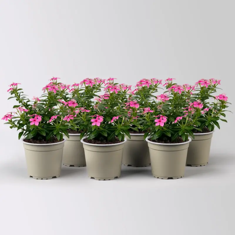 Catharanthus 'Soiree', pink, kleinblütig, Topf-Ø 12 cm, 6 Pflanzen Markenprodukt
