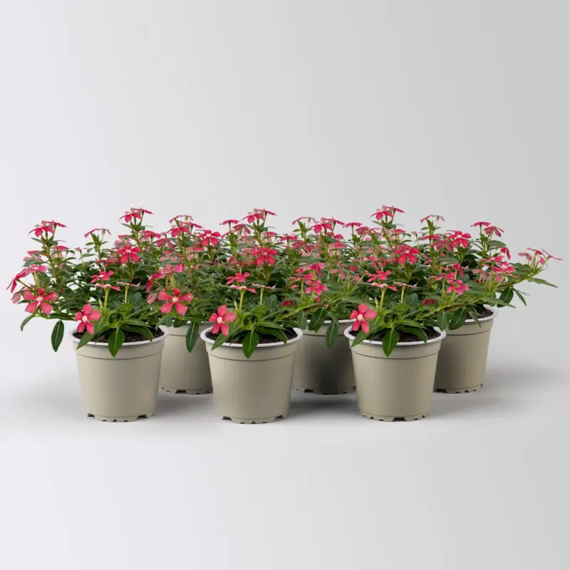 Echt Catharanthus 'Soiree', rot, kleinblütig, Topf-Ø 12 cm, 6 Pflanzen