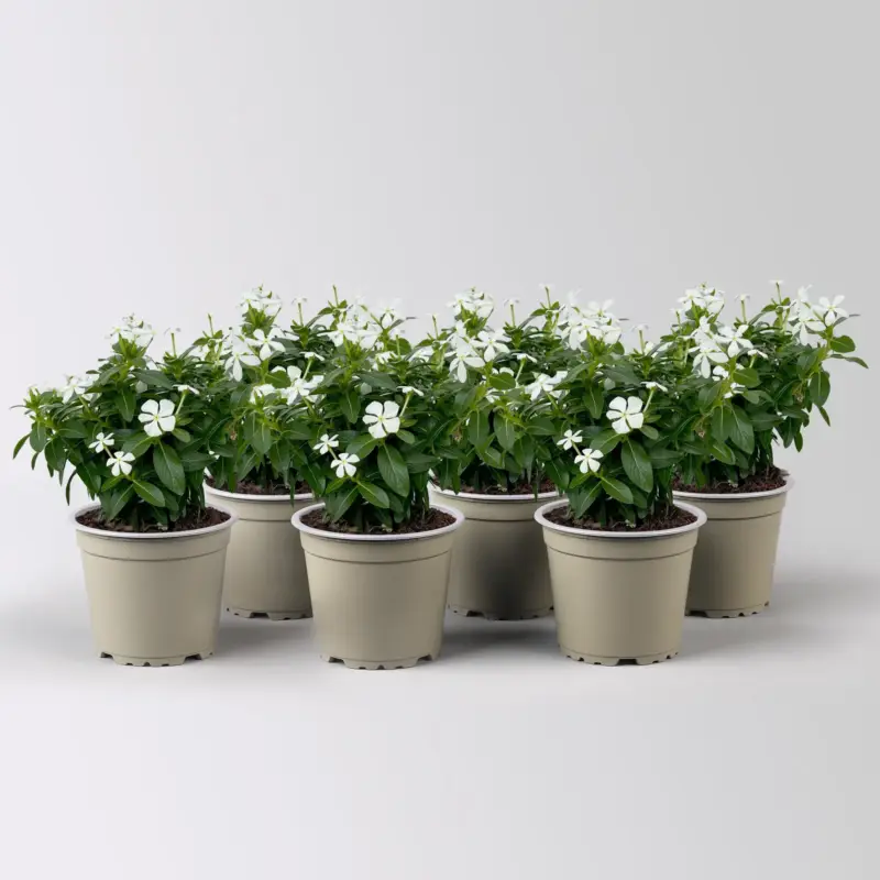 Nur Für Kurze Zeit Catharanthus 'Soiree', weiß, kleinblütig, Topf-Ø 12 cm, 6 Pflanzen