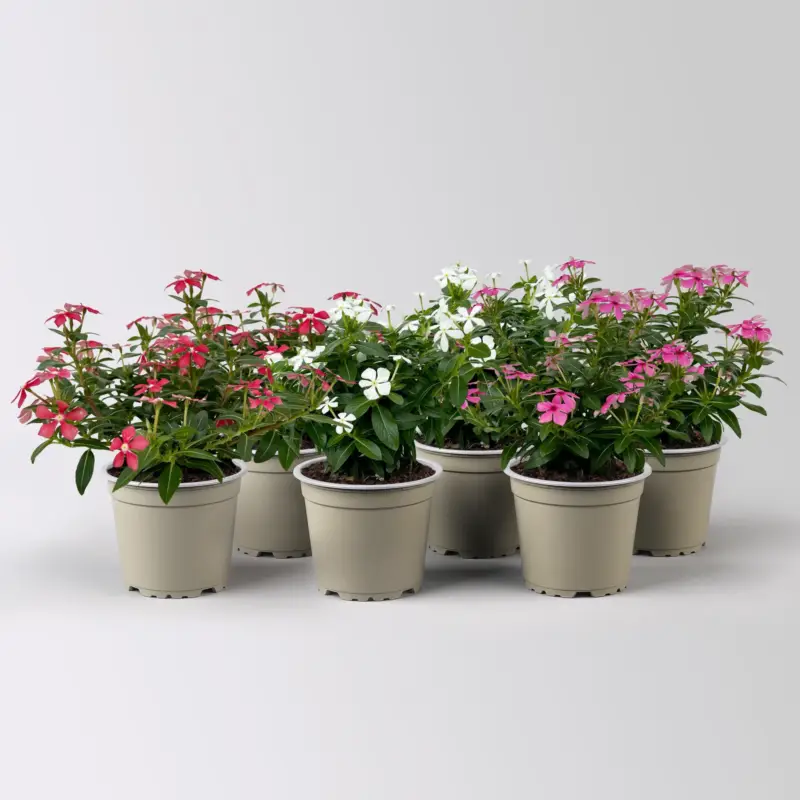 Must-Have Catharanthus 'Soiree', Farben zufällig, kleinblütig, Topf-Ø 12 cm, 6 Pflanzen