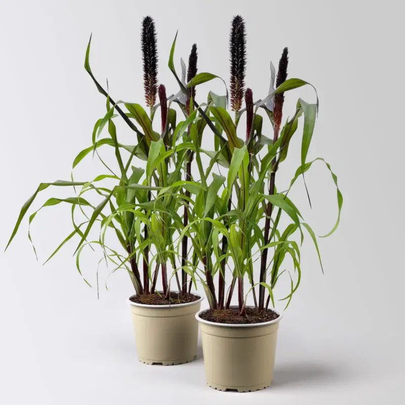 Pennisetum 'Purple Baron', lila, Topf-Ø 17 cm, Höhe ca. 70 cm, 2 Pflanzen Knallerangebot