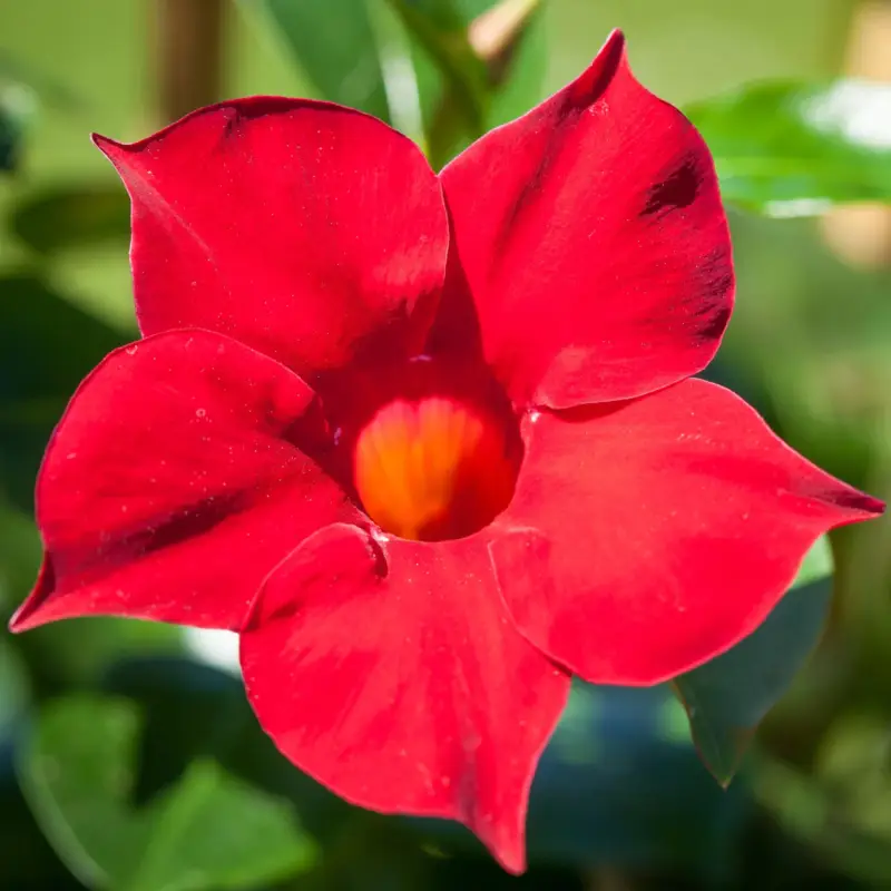 Dipladenie, rot, Topf-Ø 14 cm, 4 Pflanzen Must-Have