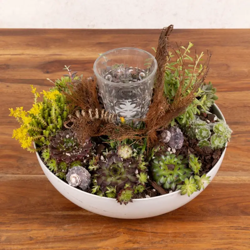 Online Kreativ-Kurs "Sukkulenten-Schale", 27.08.2026, 18:00 - 19:00 Uhr Super-Preis
