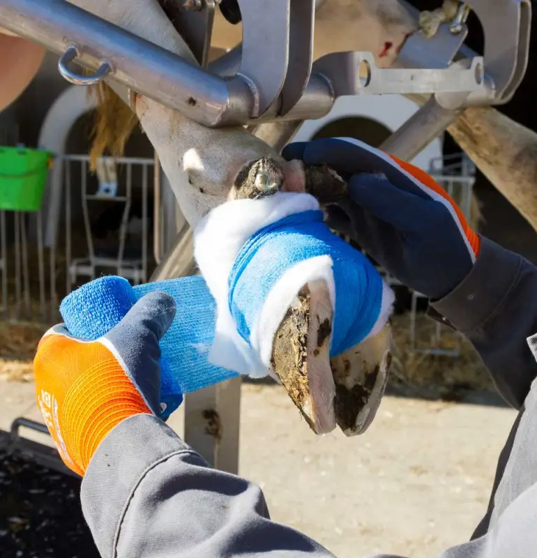 Günstig VetLastic selbsthaftende Klauenbandage 10 cm schwarz