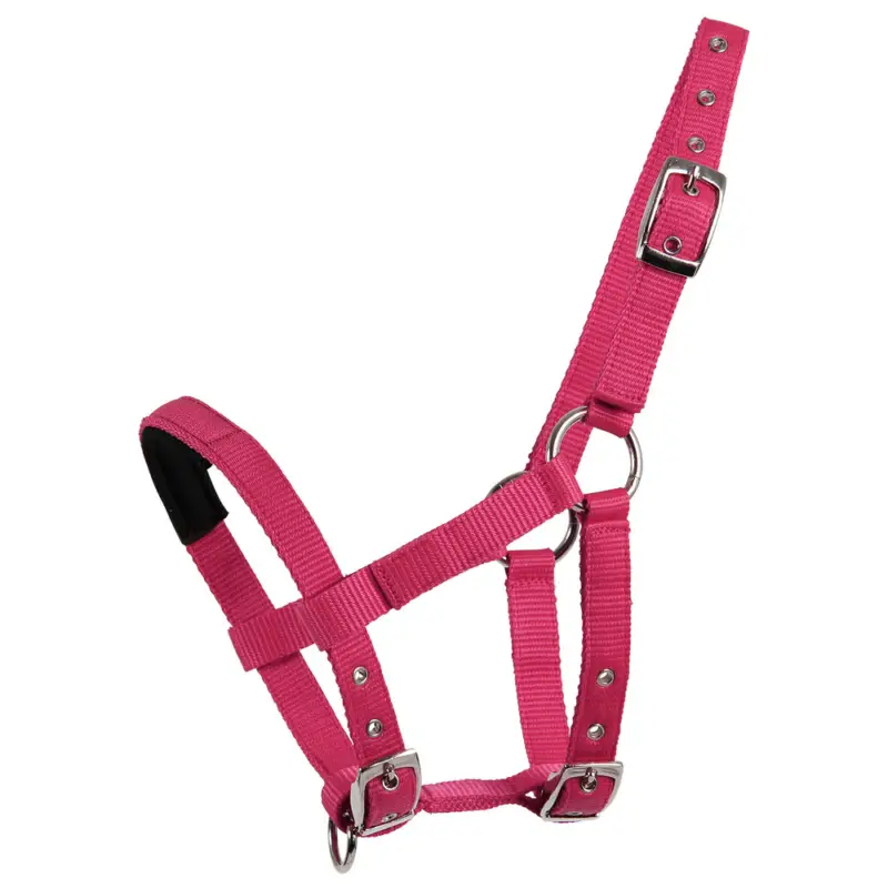 Halfter Mini-Shetty Letzte Chance