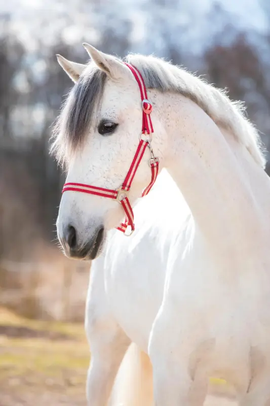 Letzte Chance WAHL-Hausmarke HoldMe Halfter rot/beige, Full = Warmblut