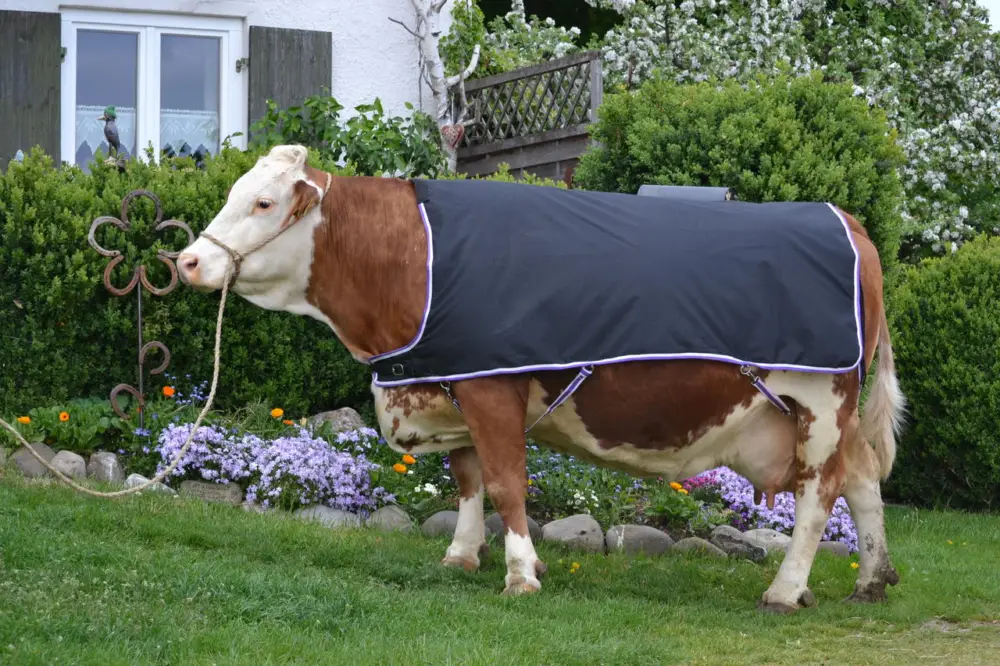 WAHL-Hausmarke Kuhdecke - Rückenlänge:145cm Angebot