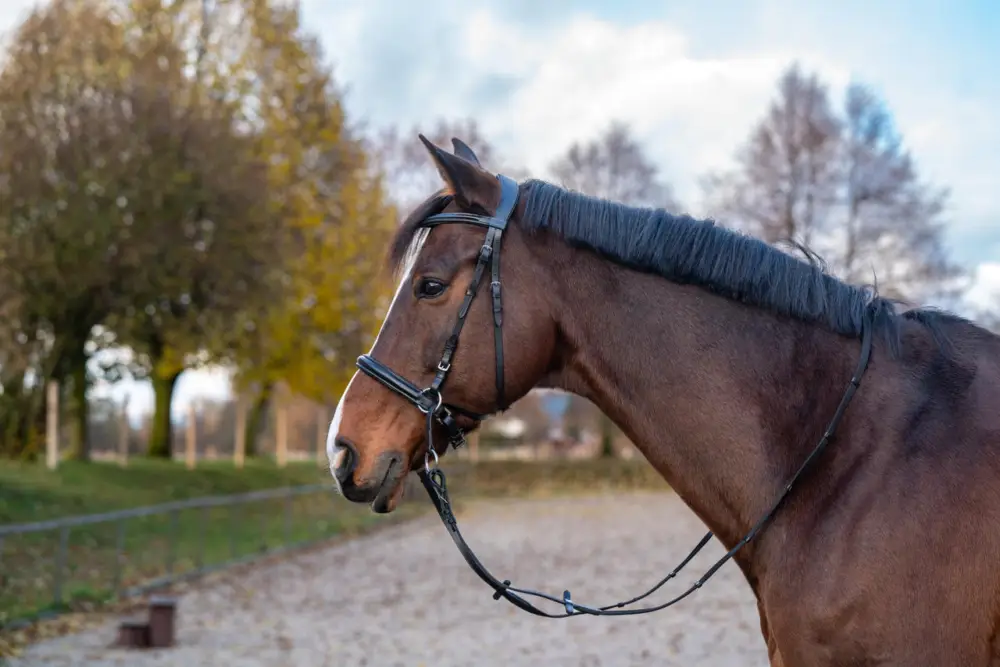 Gebissloser Zaum Free Cob = Vollblut Wochenendangebot