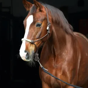 Knotenhalfter mit Strass braun/grün, Full = Warmblut Expressversand