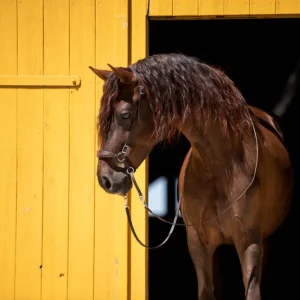 Preis Gesenkt F.R.A. Gebissloser Zaum mewi braun, Cob = Vollblut