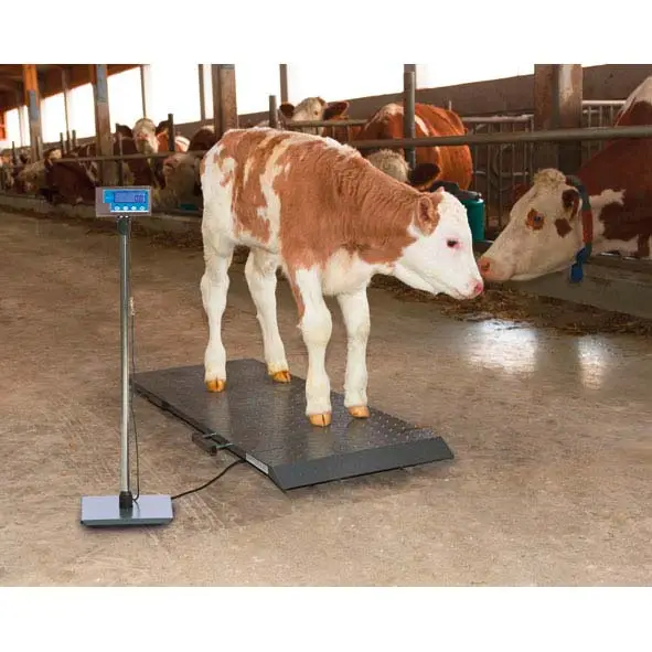 Nur Heute Plattformwaage PS 1000 bis 500 kg