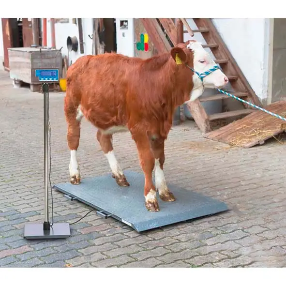 Plattformwaage PS 2000 bis 1000 kg Jetzt Kaufen