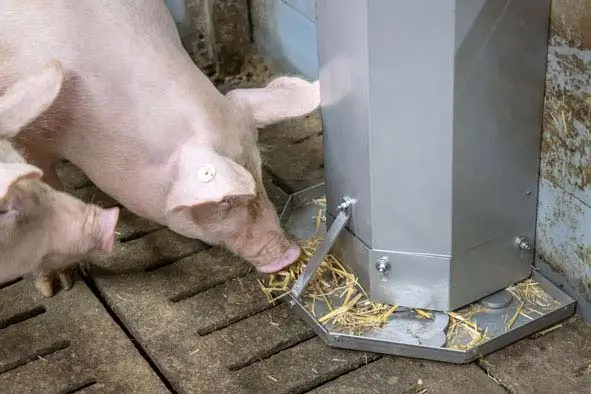 Porky's Strohtomat Neuheit