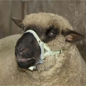 Neu Kopfhalfter für Schaf und Bock Leder