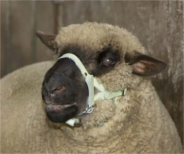 Neu Kopfhalfter für Schaf und Bock Leder