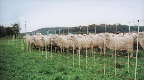 Rabatt EURO-Wolfsnetz Kombi Jumbo Doppelspitz 106 cm 50 m